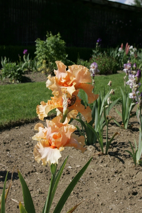 Iris Vullierens - 019